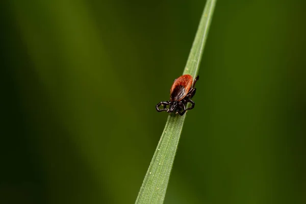 Kijk Naar Een Gevaarlijke Bloedzuiger Blad Het Gras Wachtend Het — Stockfoto