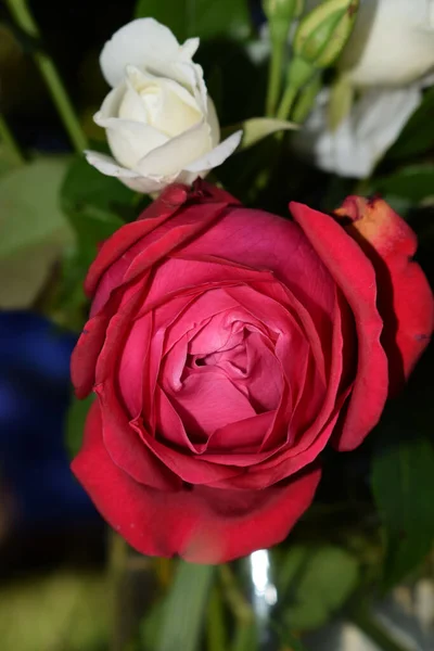 Close Vertical Uma Bela Rosa Vermelha Éden — Fotografia de Stock