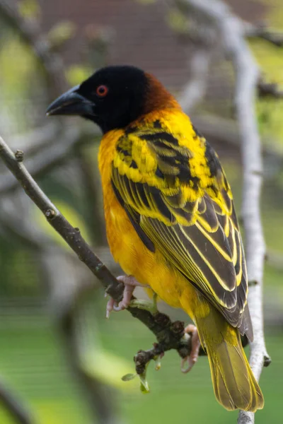 Vertical Shot Beautiful Village Weaver Perched Branch Blurry Background — Stock Photo, Image