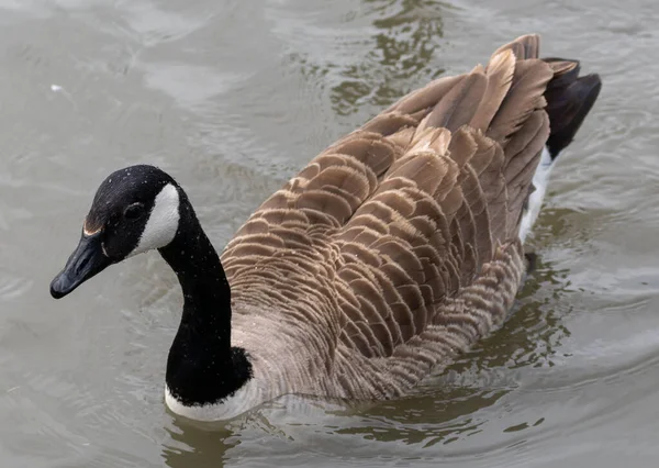 Närbild Kanadensisk Gås Sjö Med Droppar Vatten Huvudet Och Halsen — Stockfoto