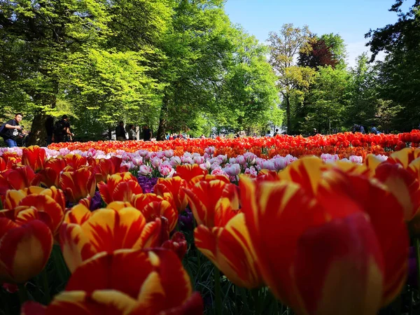 Gros Plan Tulipes Colorées Poussant Dans Parc Par Une Journée — Photo