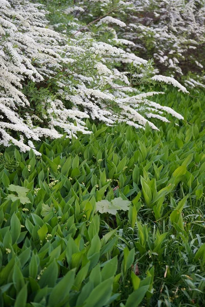 Pionowe Ujęcie Pięknych Białych Kwiatów Grefsheim Spirea Zielonych Liści Roślin — Zdjęcie stockowe