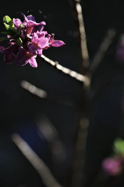 Violet Daphne Met Zwarte Achtergrond Met Zon Schijnt Bloem — Stockfoto