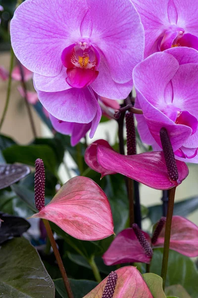 Вертикальный Снимок Орхидей Мотыльков Keukenhof Lisse Нидерланды — стоковое фото