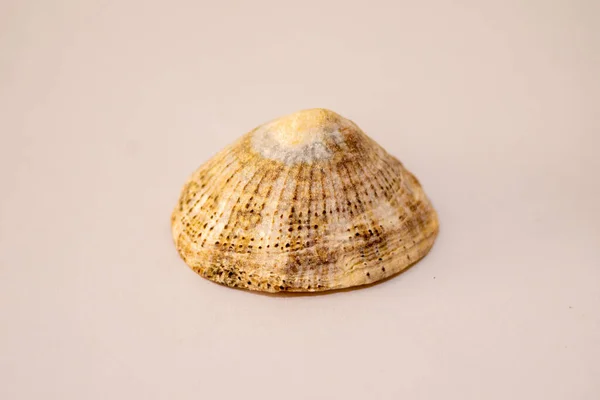 Limpet Shell Con Sfondo Bianco Isolato Patellidae — Foto Stock