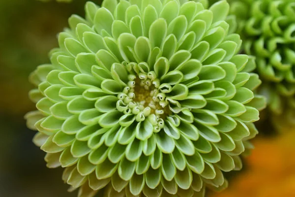 Closeup Shot Chrysanthemum Blurry Background — Stock Photo, Image