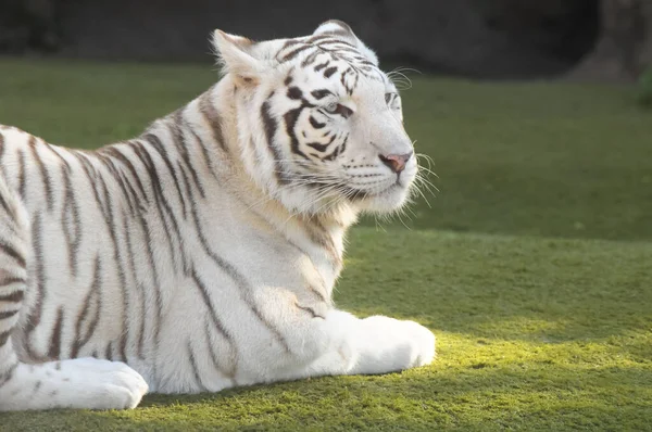 Tigre Adulte Rayé Noir Blanc Rare — Photo