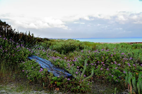 Vacker Gräsmatta Med Blommor Havet Bakgrund Busselton Western Australia — Stockfoto