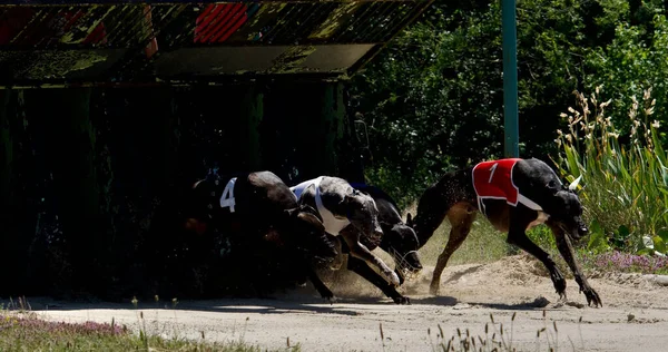 Start of 4 furious black greyhounds racing at full speed on a racetrack on a sunny day in Chatillon la palud in France
