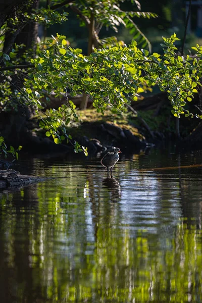 Vertikal Bild Gås Som Står Sten Sjö Omgiven Grönska Solig — Stockfoto