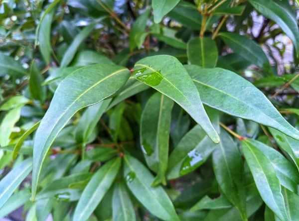 Eine Auswahl Grüner Blätter Einer Pflanze Garten — Stockfoto