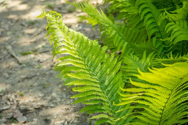 庭で成長しているシダ植物のクローズアップショット — ストック写真