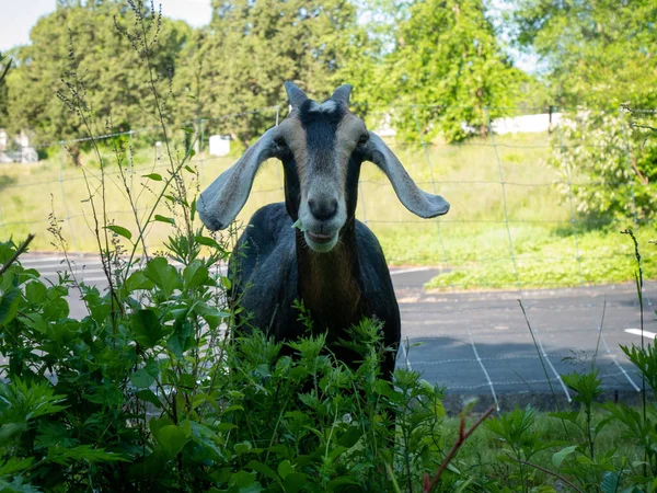 Chèvres Manger Travailler Autour Rhode Island Goatscaping Nettoyage Lan — Photo