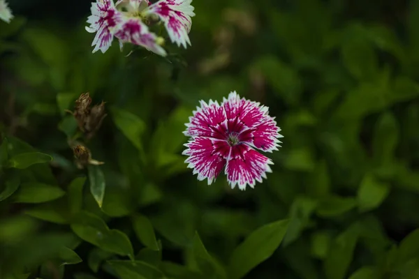Крупный План Радуги Розовые Dianthus Chinensis Цветы Саду — стоковое фото