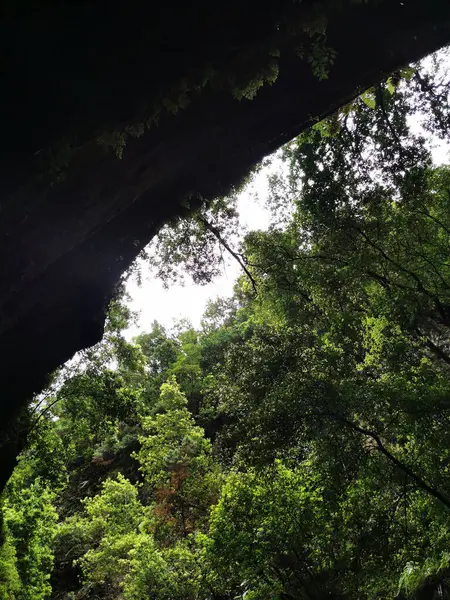 Vertical Shot Green Trees Island Palma Canary Islands Spain — Stock Photo, Image