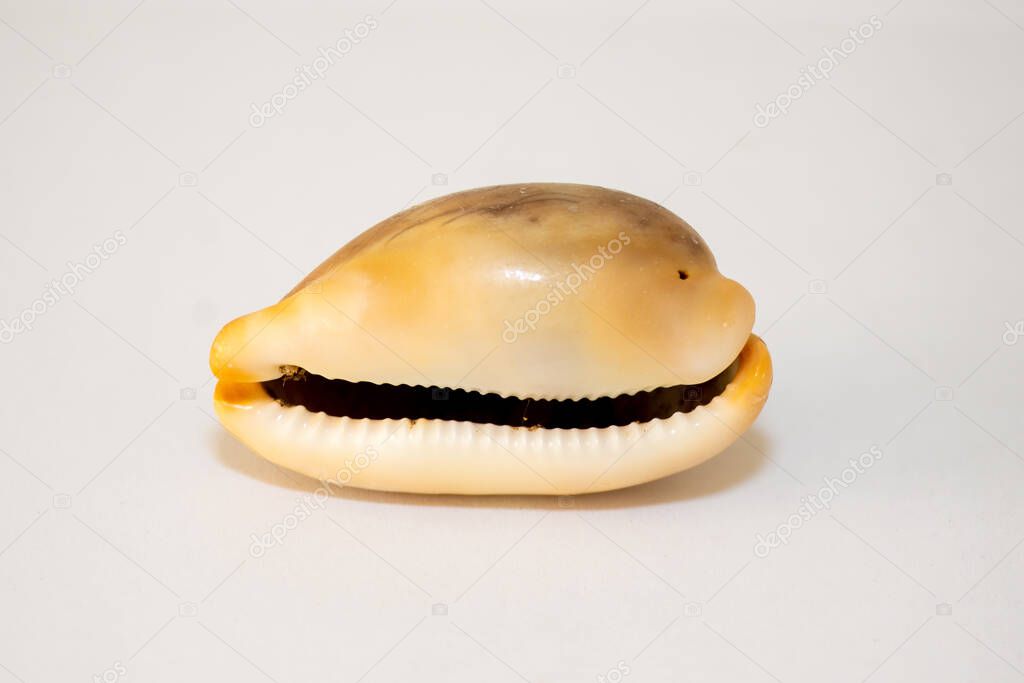 Cowrie or cowry, sea snail with white background Cypraeidae isolated