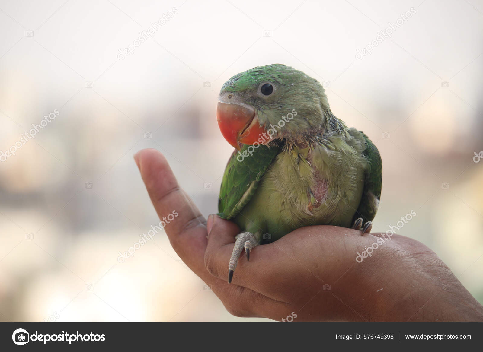 Beautiful Baby Pheasant Human Hands — Stock Photo