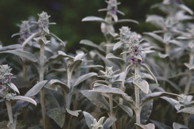 Bulanık arkaplanda Stachys bitkisinin yakın plan çekimi.