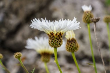 Beyaz madencinin çiçeğinin yakın çekimi.