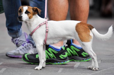 Yakalı bir Jack Russell Terrier portresi.