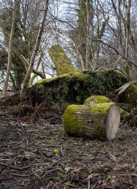 Devrilen ağaçtaki testereli yosunlu kütüklerin dikey görüntüsü. İskoçya.