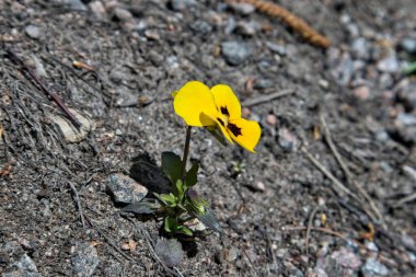 Yol kenarında açan sarı nonoş çiçeğinin sığ odağı