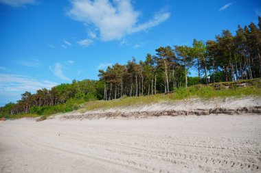 Pobierowo, Polonya 'nın arka planında ormanlık bir kumsal manzarası.