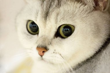 Kameraya bakan gümüş bir kedinin yakın plan portresi.