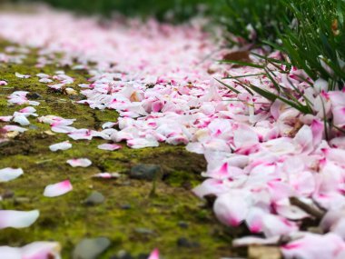 Ormanda yerde pembe çiçek yaprakları var.