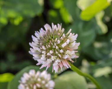 Bulanık bir geçmişi olan güzel bir yonca çiçeğinin seçici odağı.