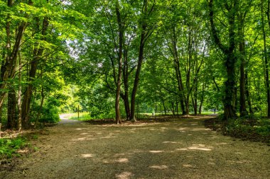 Poznan, Polonya 'da güneş altında yeşil yapraklı uzun ağaçlar.
