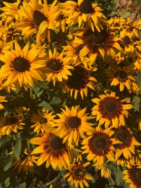 Bahçede büyüyen ayçiçeklerinin dikey çekimi