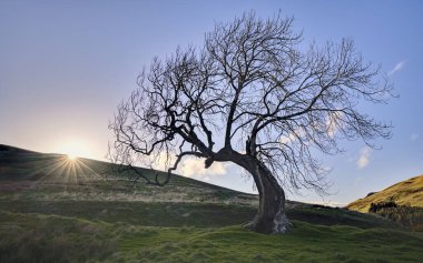Güneş tepedeki bayırda Frandy Ağacı 'nın arkasında batıyor. Karakteristik yaşlı bir dişbudak ağacı.
