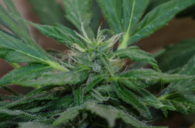 Çiçek açan Kenevir Marihuana Yeşil Olgunlaşmış Tomurcuklar