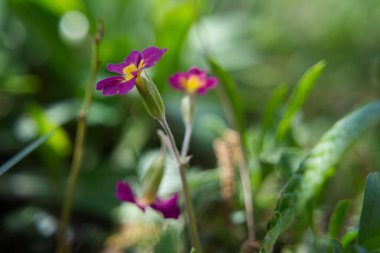 Bahçedeki mor çiçekleri.