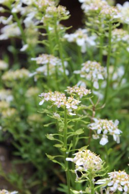 Beyaz Yıllık Şekerleme çiçeklerinin yakın çekimi