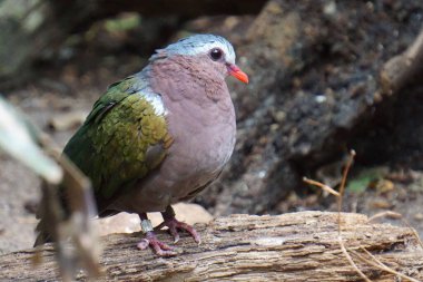 Güzel bir zümrüt güvercinin ahşap bir dala tünemiş yakın çekimi.