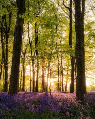 Ormanda günbatımının altında güzel çan çiçekleri (Hyacinthoides non-script) dikey bir çekim