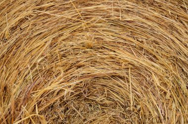 Kurutulmuş sarı saman desen doku arka plan görüntü