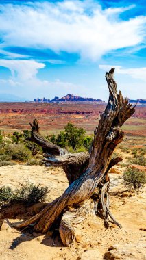 Utah Arches Ulusal Parkı 'ndaki kuru ağaç gövdesinin dikey yakın çekimi..