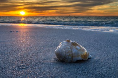 Gün batımında bulutlu gökyüzüne karşı sahildeki kabuğun yakın çekimi. Clearwater, Florida.