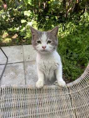 Saman sandalyeye yaslanmış şirin bir kedinin dikey çekimi.