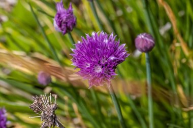 Soğan Chives Cive Grasslok Allium schoenoprasum