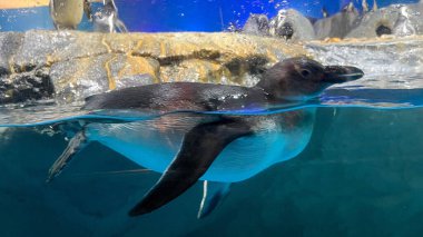 Langkawi, Malezya 'da yüzeye yakın yüzen sevimli bir Galapagos pengueni.