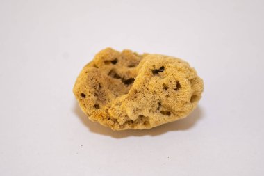 Beyaz arkaplanı olan deniz süngeri izole edildi