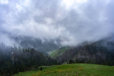 Puslu tepelerdeki bir çam ormanının arka planında yeşil bir tarlanın güzel bir görüntüsü.