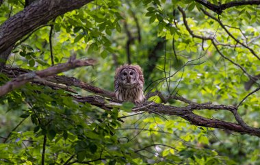 Ormandaki bir dala konmuş güzel bir baykuş manzarası
