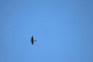 Mavi bir arka planda uçan küçük bir kuş