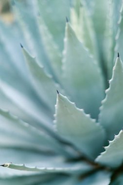 İçerideki büyük, sulu bitkinin dikey yakın çekimi.