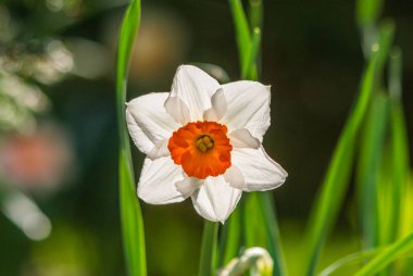 Turuncu merkezli beyaz nergis çiçeğinin yüzeysel odak noktası.
